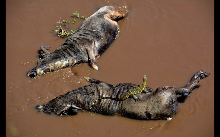 Gabriella-Kiss-dead-wildebeest-with-monitor-Maasai-Mara
